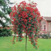 Rouge Meillandecor Rouge Meillandecor