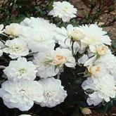 Snow Ballet Snow Ballet