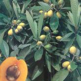 Mespilus Mespilus