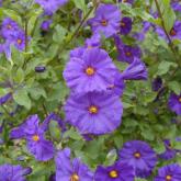 Solanum Rantonnetii