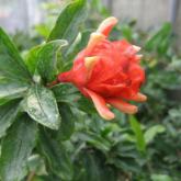 Punica Granatum Rubrapleno