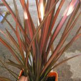 Phormium Tenax Pink Panther