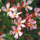 Nerium Oleander
