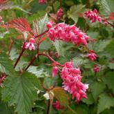 Neillia Affinis