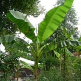 Musa Bajo