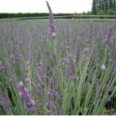 Lavandula Grosso