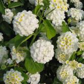 Lantana Camara