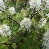 Fothergilla Major