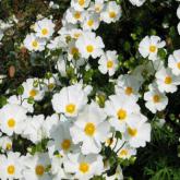 Cistus Corbariensis