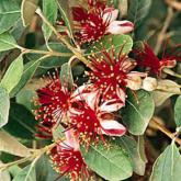 Acca Sellowiana