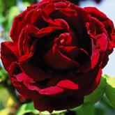 Crimson Glory