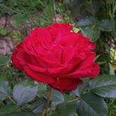 Traviata Traviata