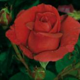 Rouge Adam Rouge Adam