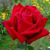 Mister Lincoln Mister Lincoln