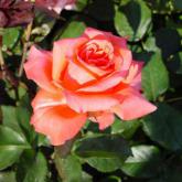 Lady Rose Lady Rose