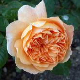 Lady Emma Hamilton