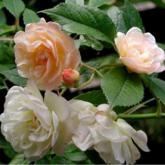 Ghislaine de Feligonde Ghislaine de Feligonde
