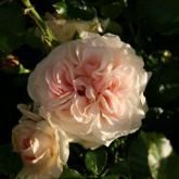 Dronning Margreth Dronning Margreth