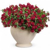 Royal Red Royal Red
