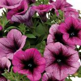 Petunia Veranda Orchid Pw