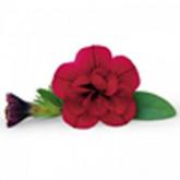 Superbells Double Ruby Pw® Superbells Double Ruby Pw®