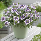 Lanaii Twister Blue Syngenta Lanaii Twister Blue Syngenta