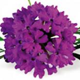 Traçante Superbena Violet Blue Lace Traçante Superbena Violet Blue Lace