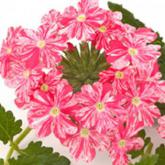 Donalena Twinkle Dark Pink Donalena Twinkle Dark Pink
