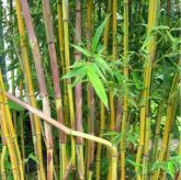 Phyllostachys A. Spectabilis