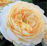 Crocus Rose