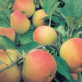 Reinette Blanche du Canada