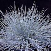 Festuca Elijah Blue Festuca Elijah Blue