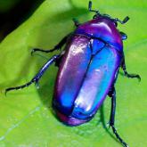 Chlorocala Africana Oertzeni