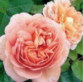 Abraham Darby