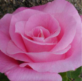 The Mac Cartney Rose The Mac Cartney Rose
