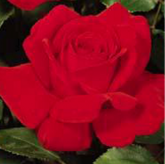 Rouge Meilland Rouge Meilland