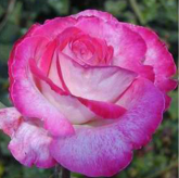 Rose Gaujard Rose Gaujard