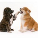 Special chiot