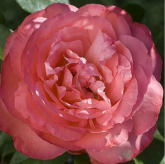 Panthère rose Panthère rose