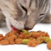 Alimentation chat