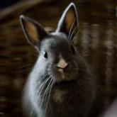 Le lapin nain Le lapin nain