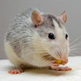 Le rat Le rat