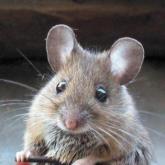 La souris La souris