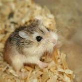 Le hamster nain Le hamster nain