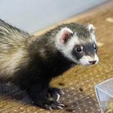 Le furet Le furet