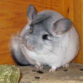 Le chinchilla Le chinchilla