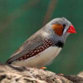 Les oiseaux exotiques Les oiseaux exotiques