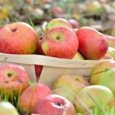 Delbard Pommes des Moissons