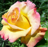 Mme A. Meilland Mme A. Meilland