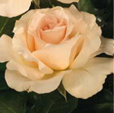 Johann Strauss Johann Strauss